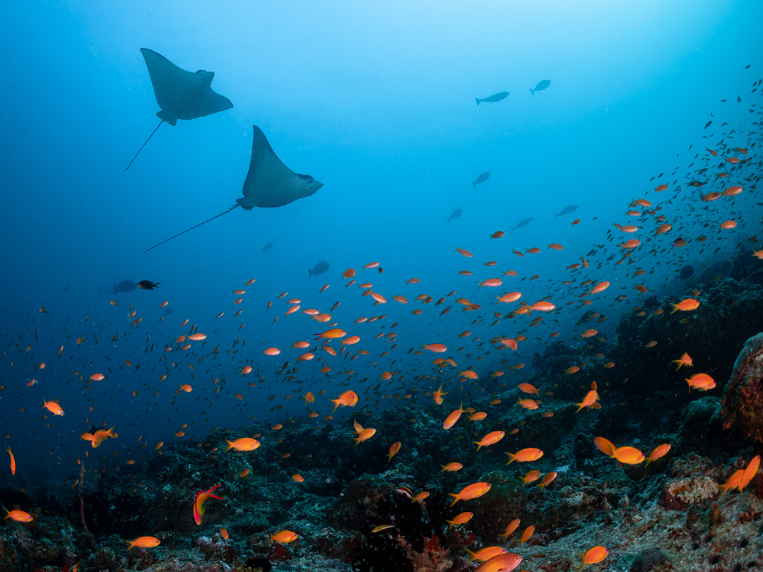 Dive Sites en Kandooma
