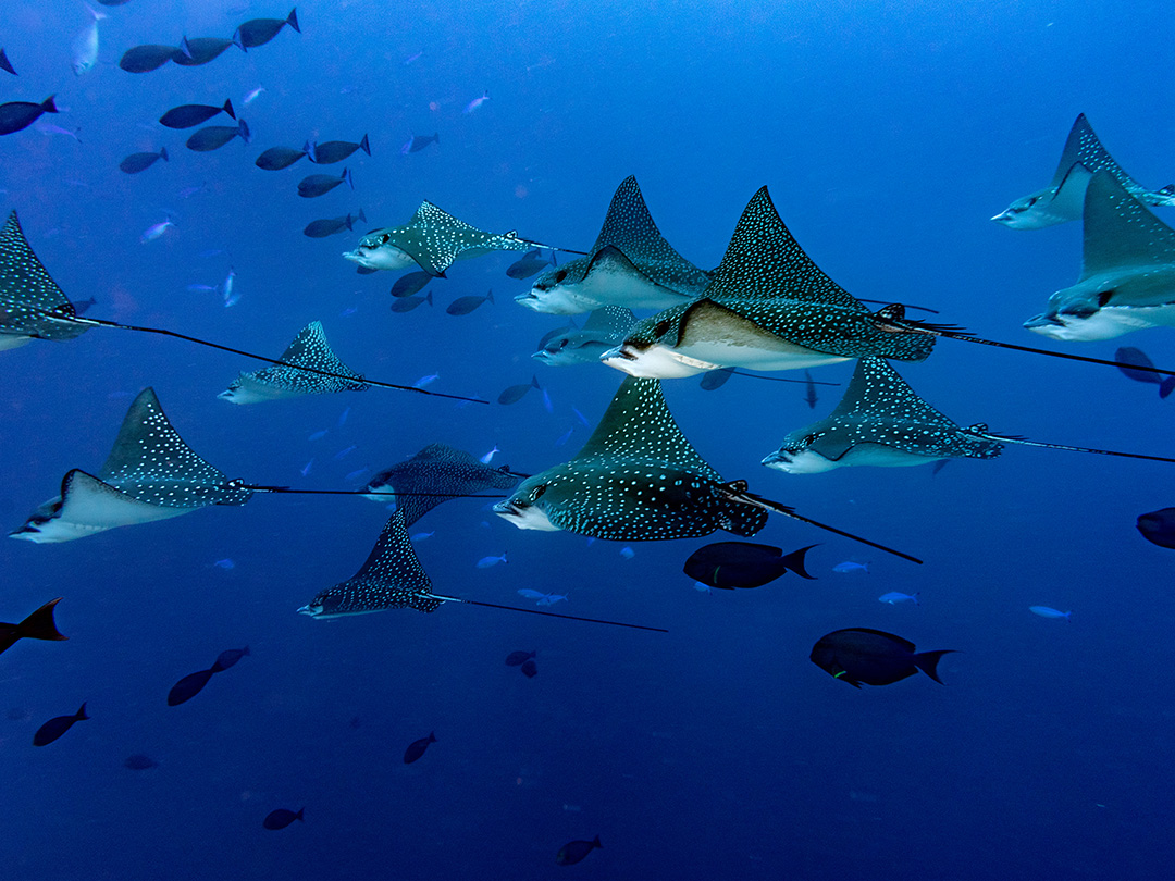 Eagle Rays - Maldivas