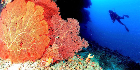 Excursiones de snorkel