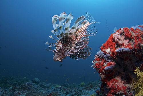 Buceo de Coco Bodu Hithi