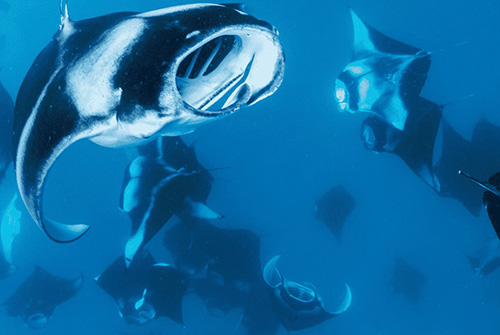 Excursión de snorkel a Hanifaru Bay desde The Nautilus Maldives