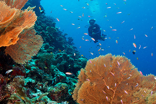 Buceo en The Residence Maldives at Dhigurah