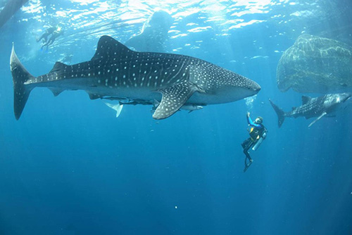 Whale Shark Excursion de Villa Park Resort and Spa