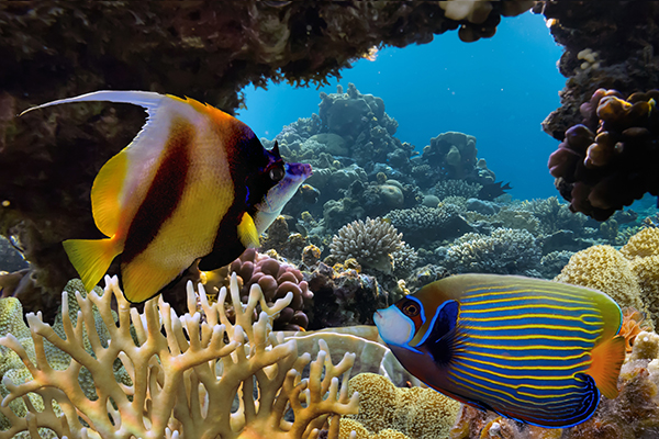 Excursión de snorkel